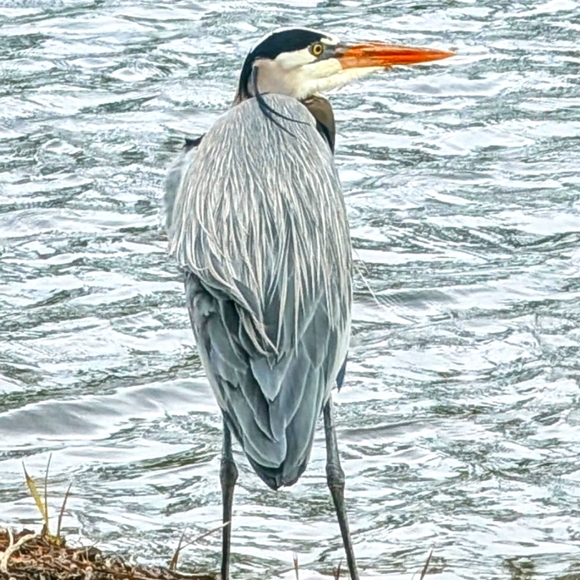 Meet your Posher, Kelly - Picture 1 of 1